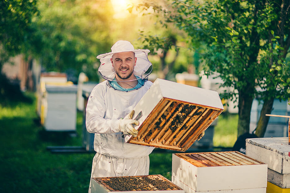 Beekeeper in front of an open beehive in a meadow with fruit trees